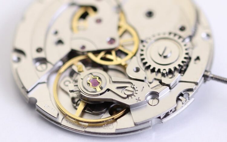 ヒゲゼンマイ　ヒゲゼンマイ